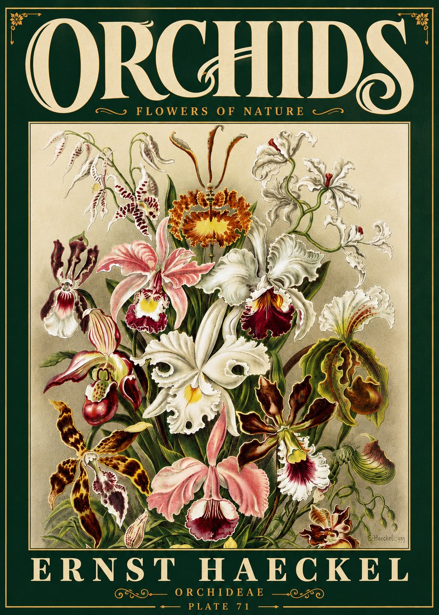 Ernst Haeckel Orchids No6 - Poster