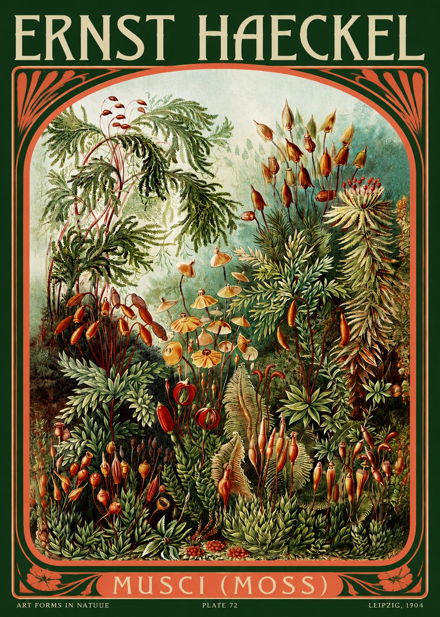 Ernst Haeckel Musci (Moss) No2 - Poster