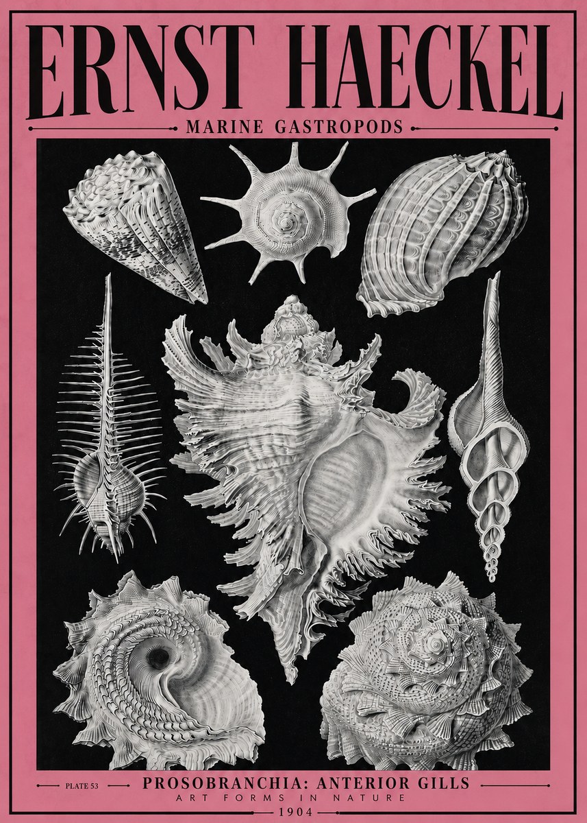 Ernst Haeckel Prosobranchia - Marine Gastropods No4 - Poster