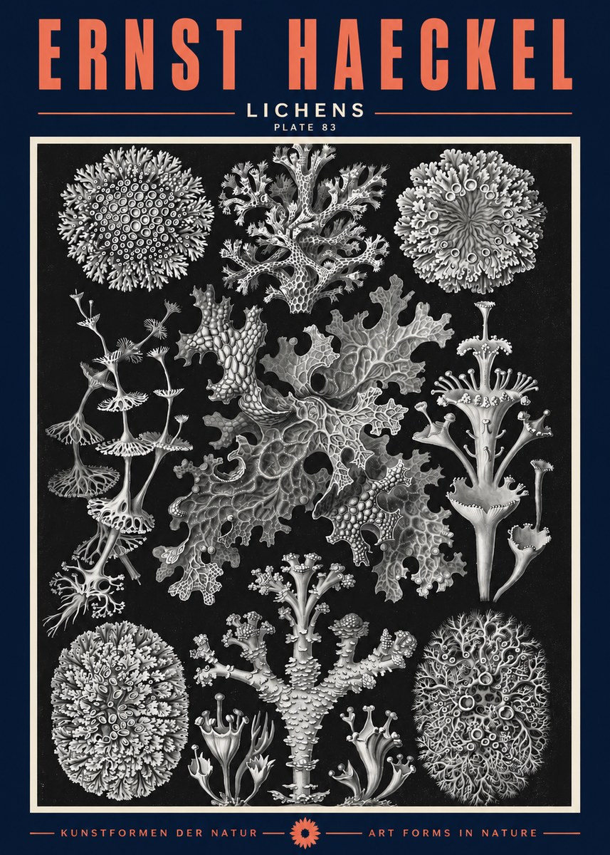Ernst Haeckel Lichens - Plate 83 No2 - Poster