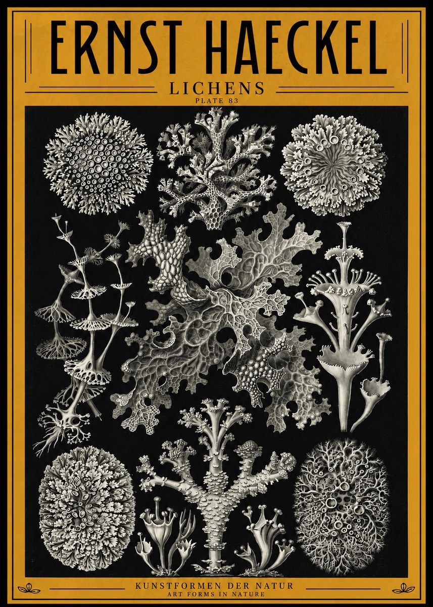 Ernst Haeckel Lichens - Plate 83 No4 - Poster