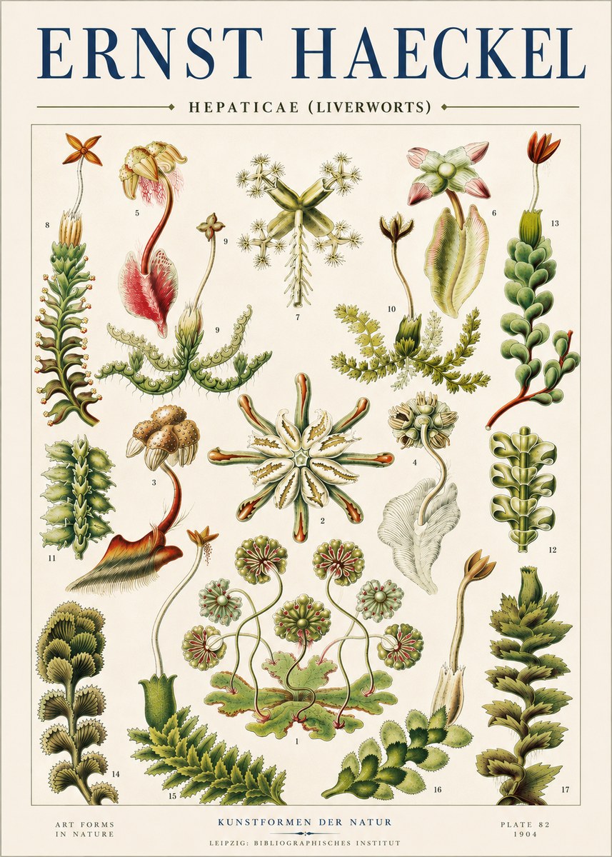 Ernst Haeckel Hepaticae (Liverworts) - Plate 82 No4 - Poster