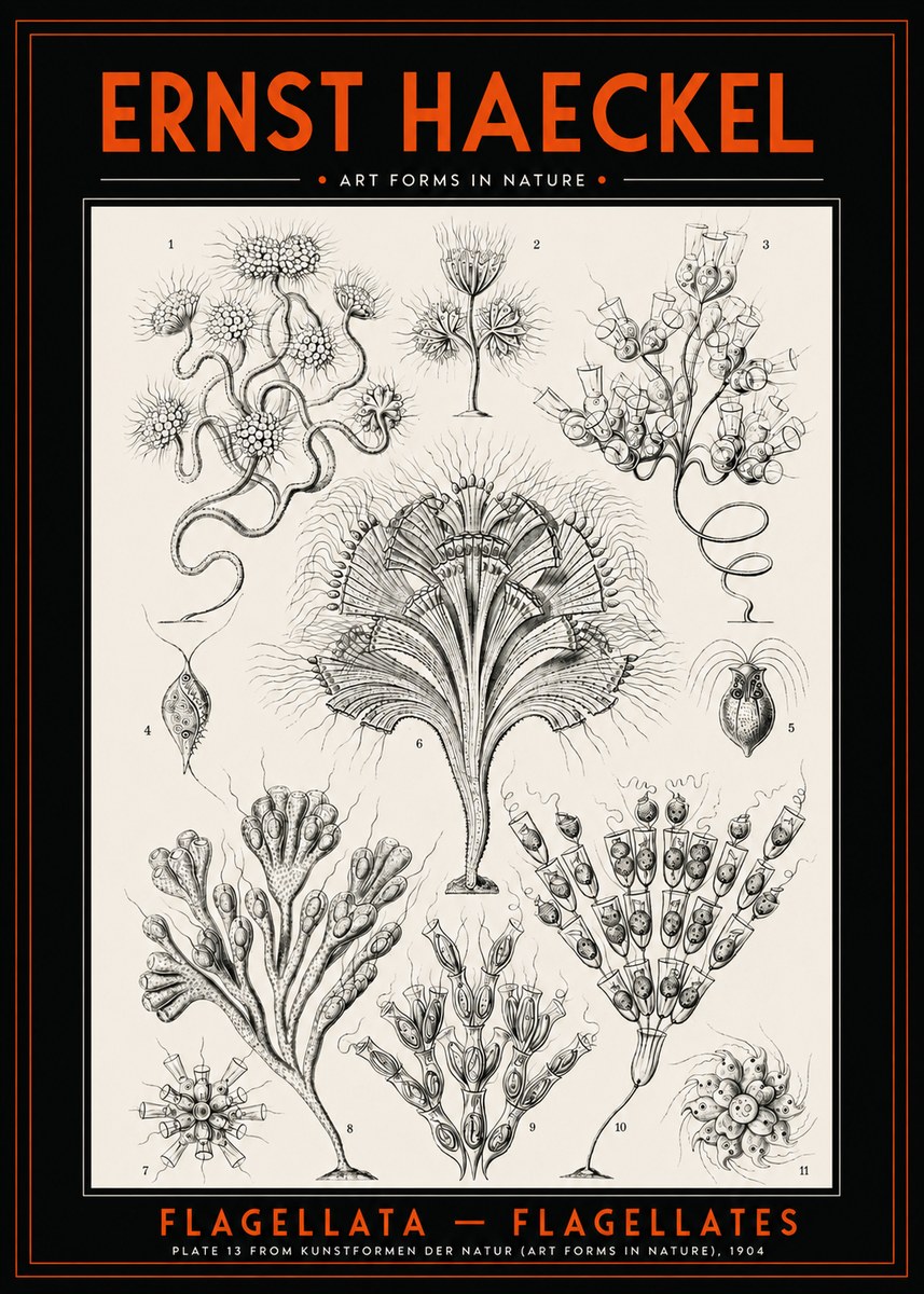 Ernst Haeckel Flagellata - Flagellates No2 - Poster