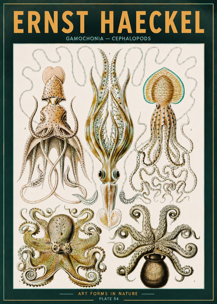 Ernst Haeckel Cephalopods Octopuses and Squid No3 - Poster