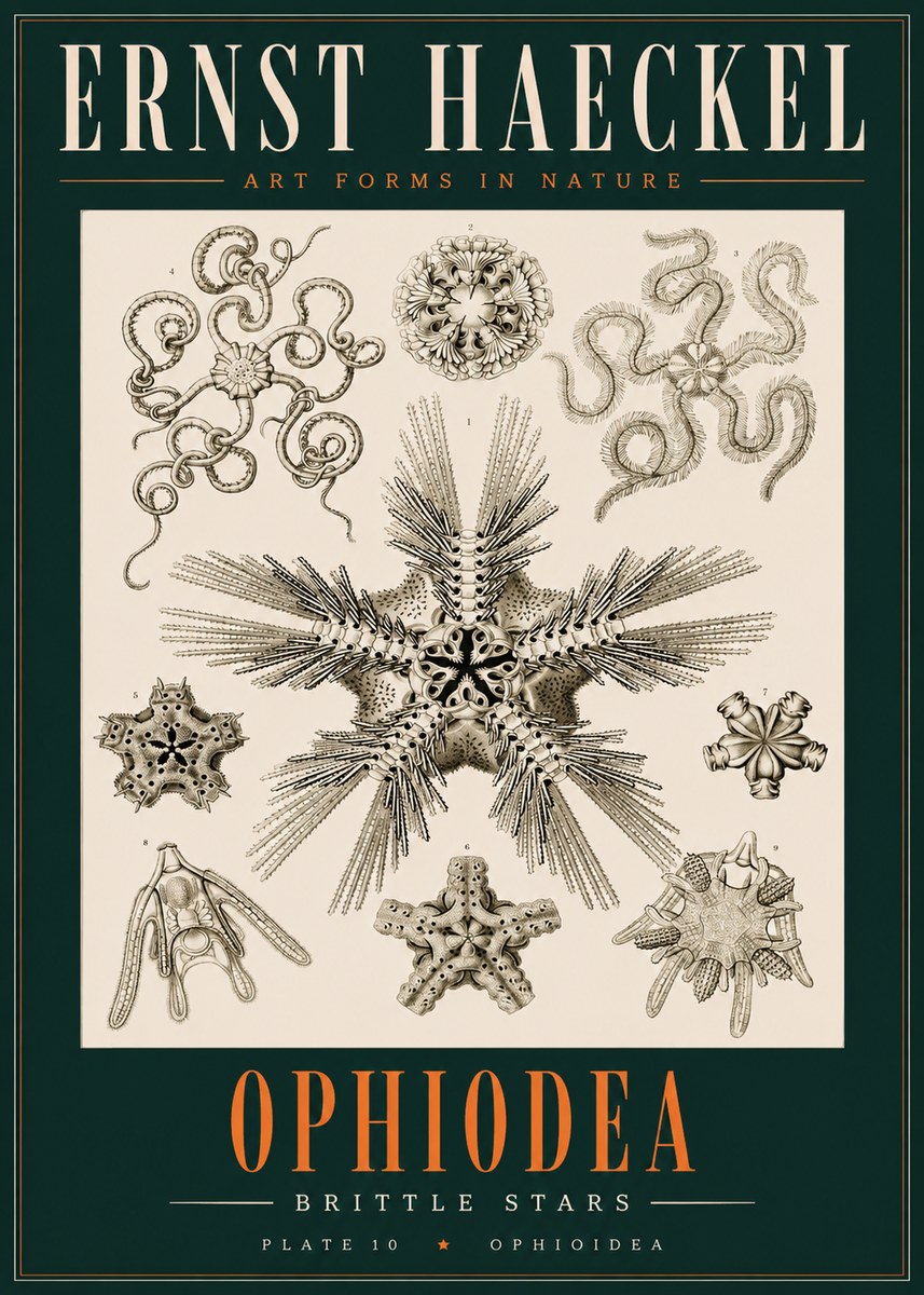Ernst Haeckel Ophiodea - Brittle Stars I No2 - Poster