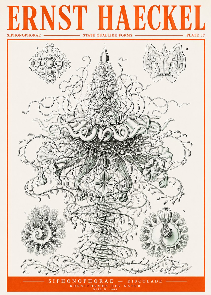 Ernst Haeckel Siphonophorae – State Quallike Forms No2 - Poster