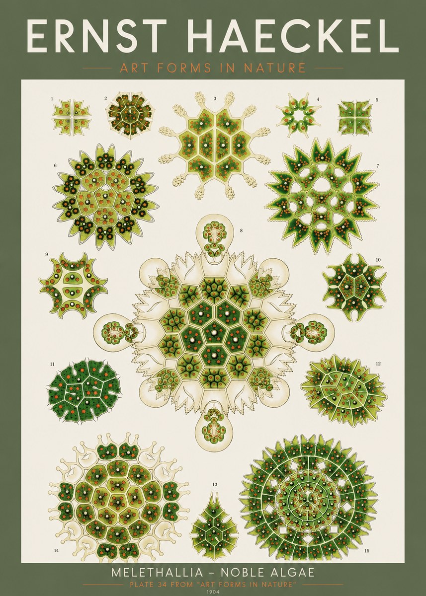 Ernst Haeckel Melethallia - Noble Algae No2 - Poster