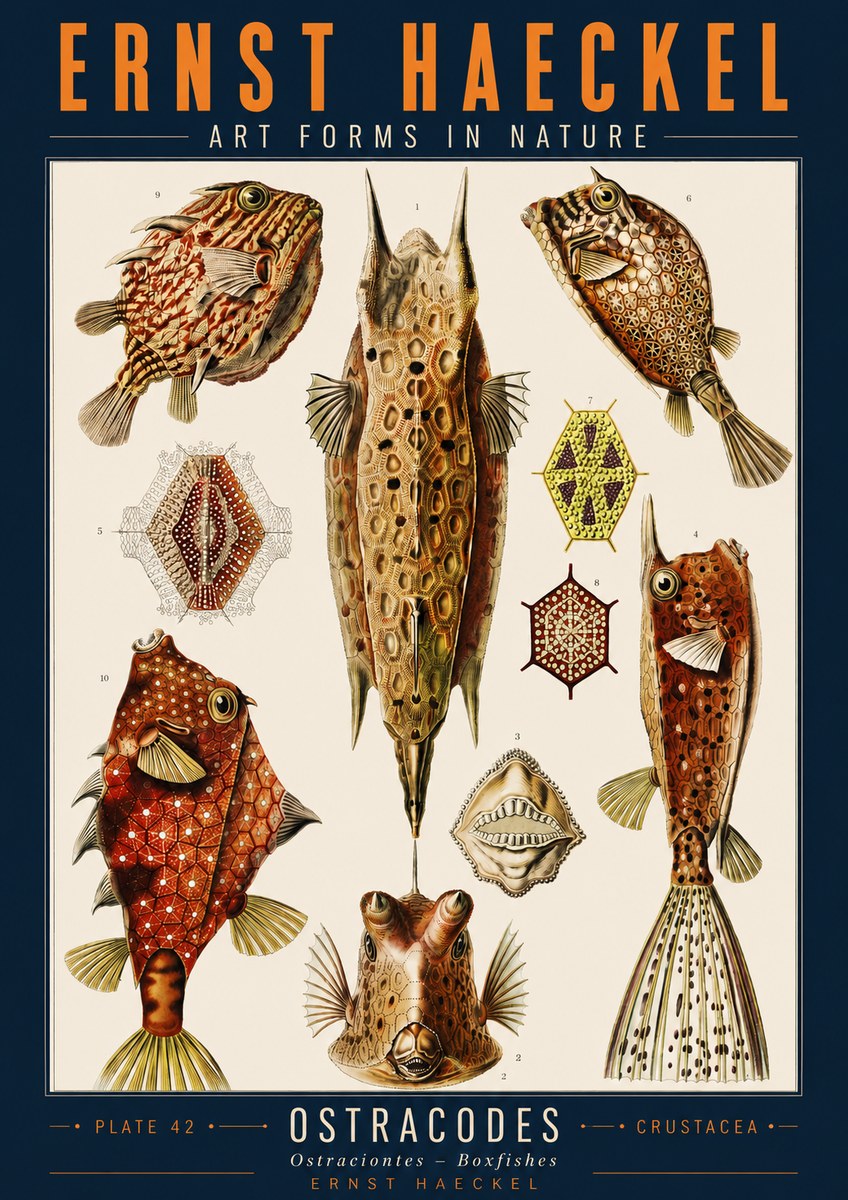 Ernst Haeckel Ostracodes Crustacea No2 - Poster