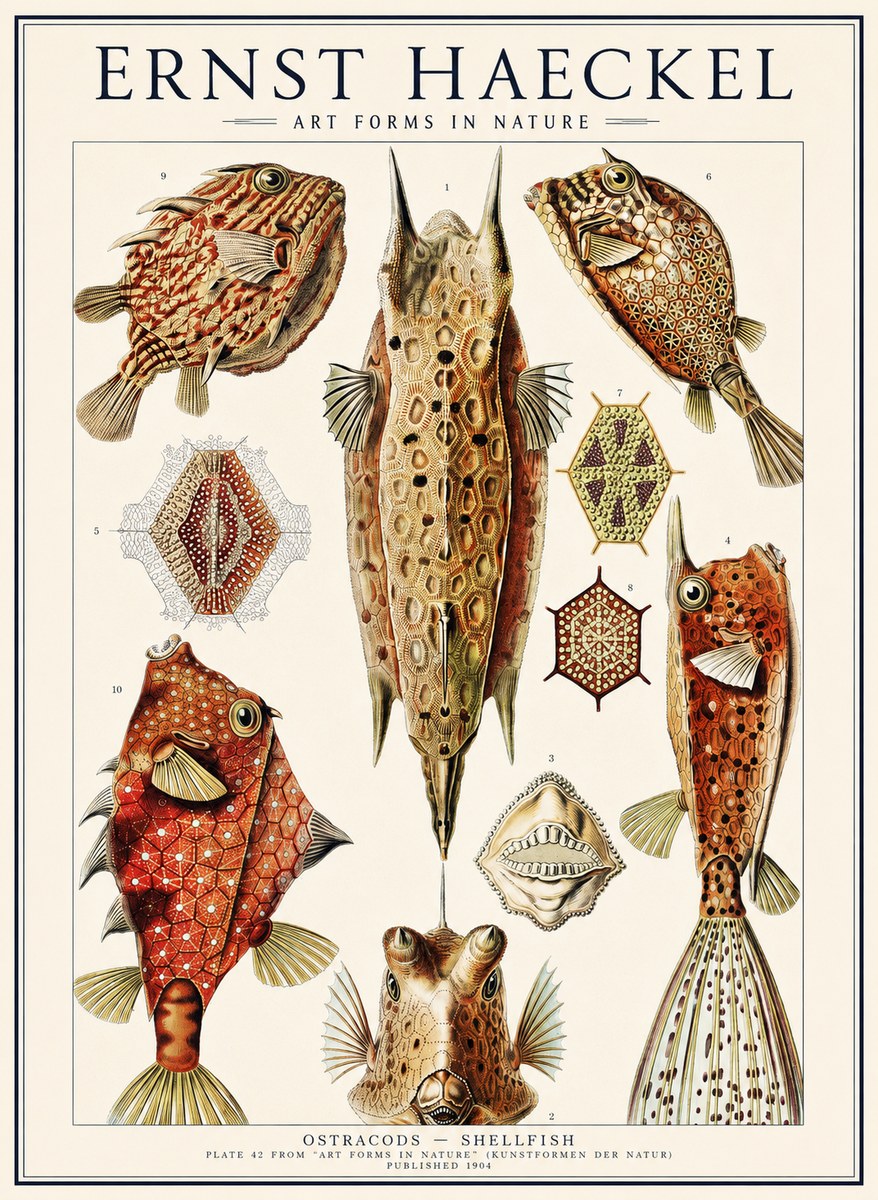 Ernst Haeckel Ostracodes Crustacea No3 - Poster