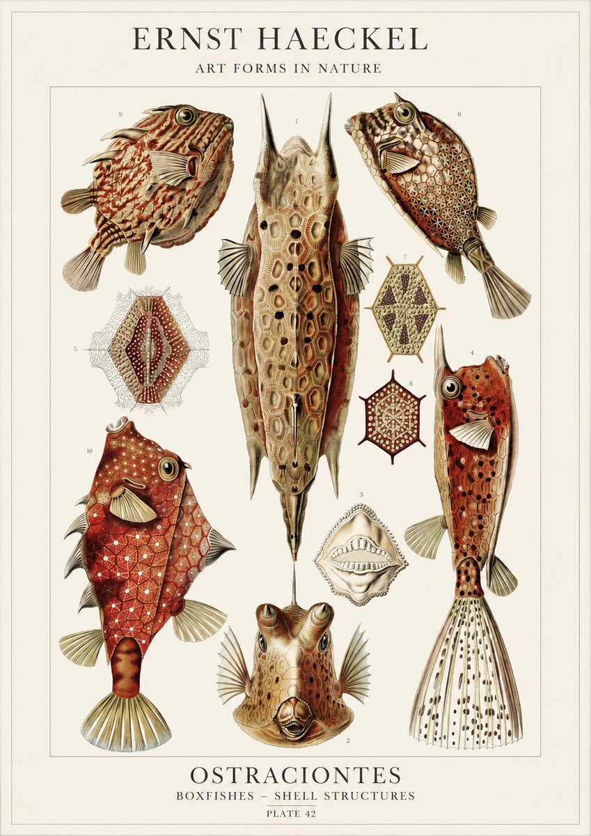 Ernst Haeckel Ostracodes Crustacea No4 - Poster