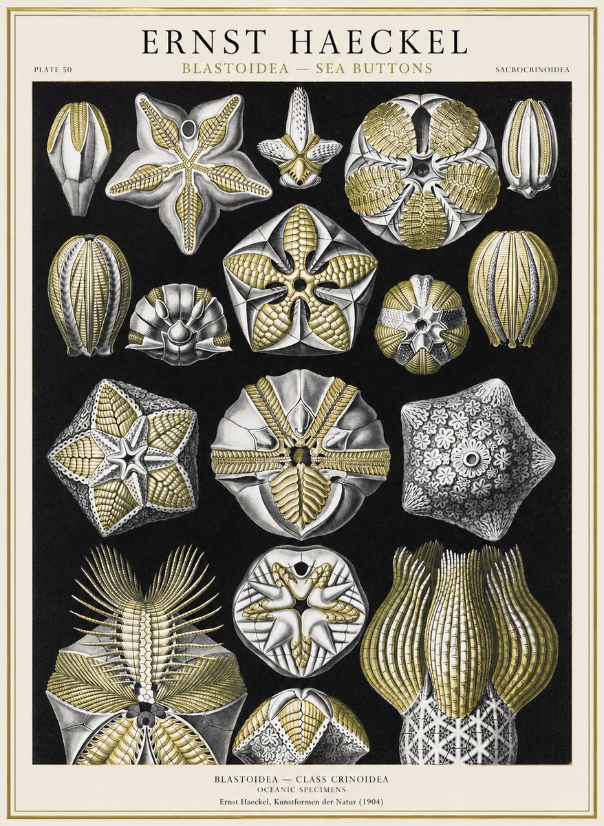 Ernst Haeckel Blastoidea Sea Buds (Snowflakes) No4 - Poster