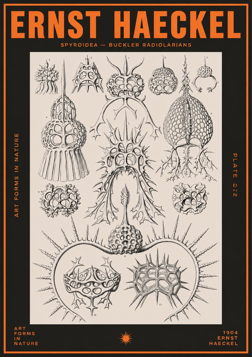 Ernst Haeckel Spyroidea - Puffball Radiolarians - Plate 22 No5 - Poster