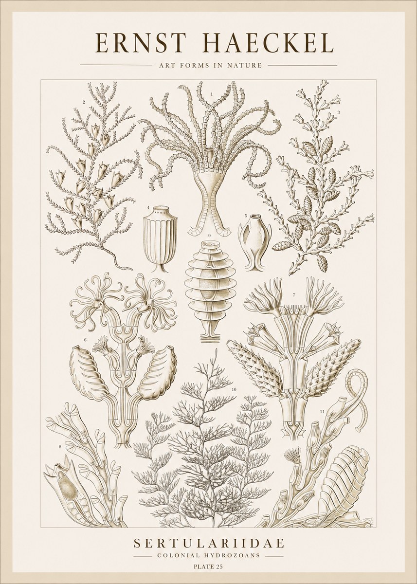 Ernst Haeckel Sertulariidae No1 - Poster