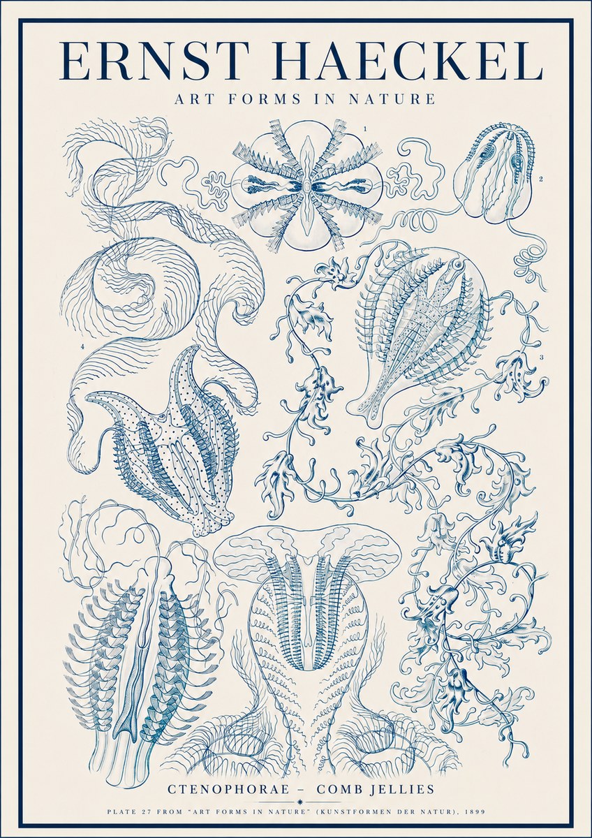 Ernst Haeckel Ctenophoræ – Comb Jellies No4 - Poster