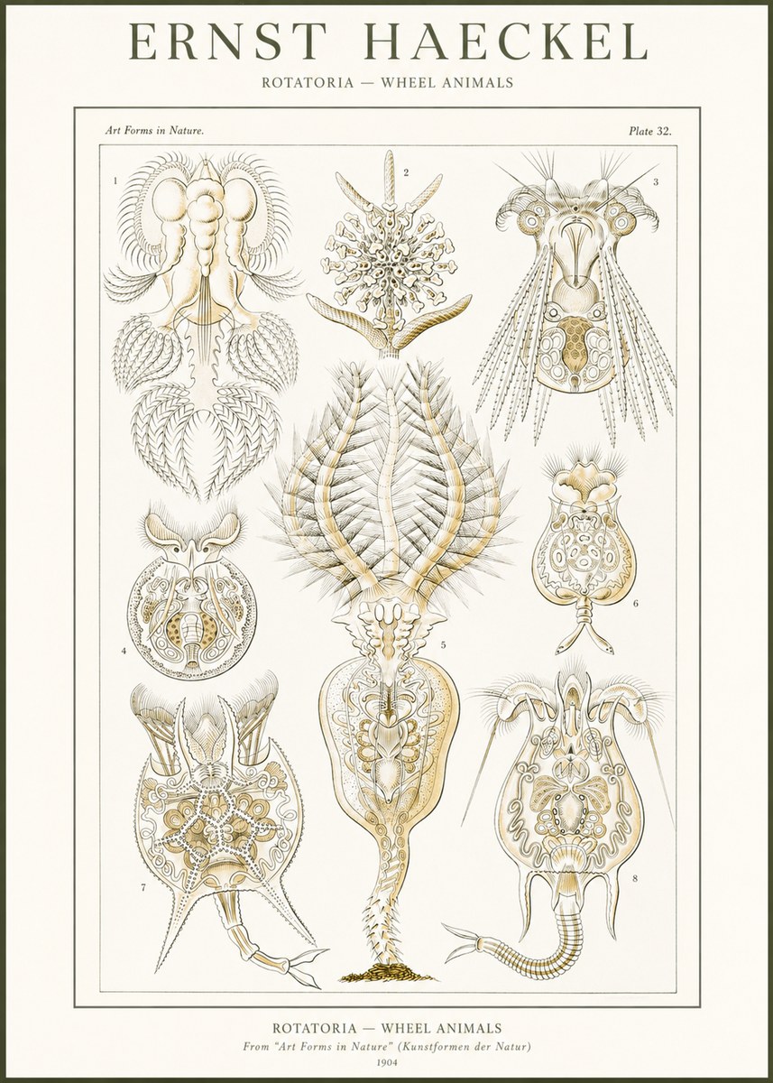 Ernst Haeckel Rotatoria - Wheel Animals No2 - Poster
