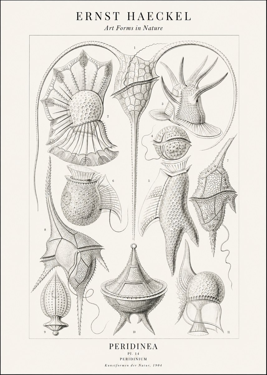 Ernst Haeckel Peridinea No2 - Poster