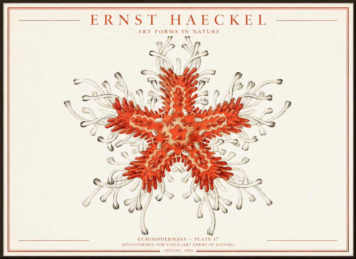 Ernst Haeckel Asteroidea Echinodermata Plate 28 No4 - Poster