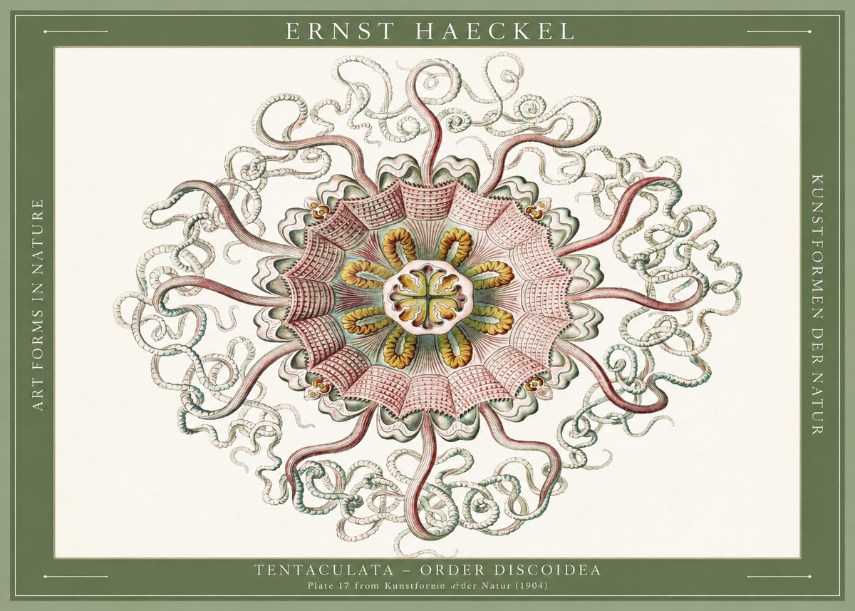 Ernst Haeckel Discomedusae – Actiniae No6 - Poster