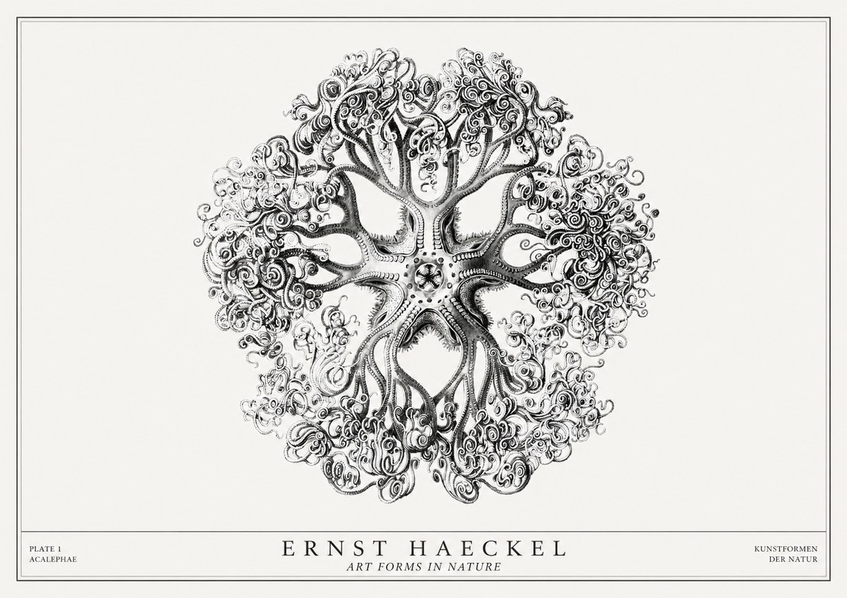 Ernst Haeckel Tree-like Organism No3 - Poster