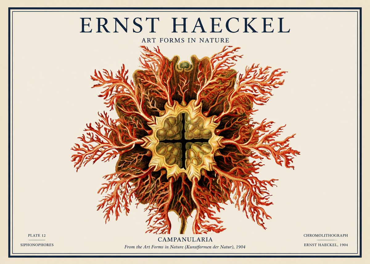 Ernst Haeckel Tetractinellida a Radiolarian from the Deep Sea No4 - Poster