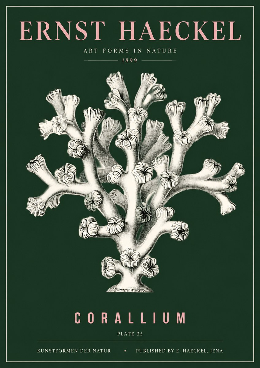 Ernst Haeckel Corallium Rubrum II No5 - Poster