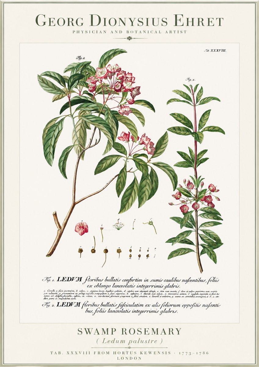 Georg Dionysius Ehret Swamp Rosemary (Ledum Palustre) No1 - Poster