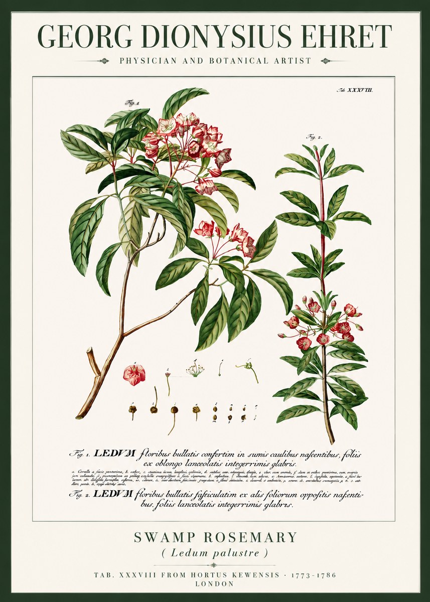 Georg Dionysius Ehret Swamp Rosemary (Ledum Palustre) No3 - Poster
