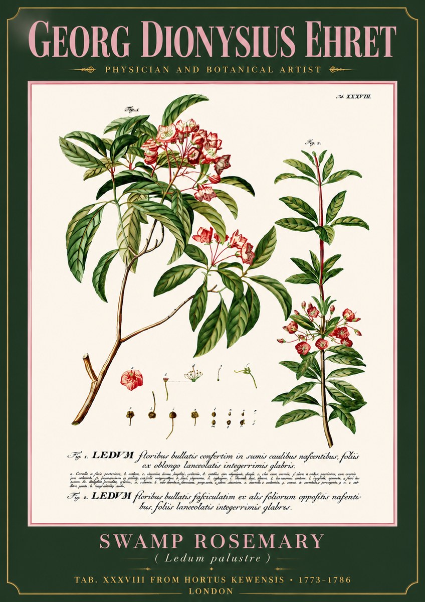 Georg Dionysius Ehret Swamp Rosemary (Ledum Palustre) No6 - Poster