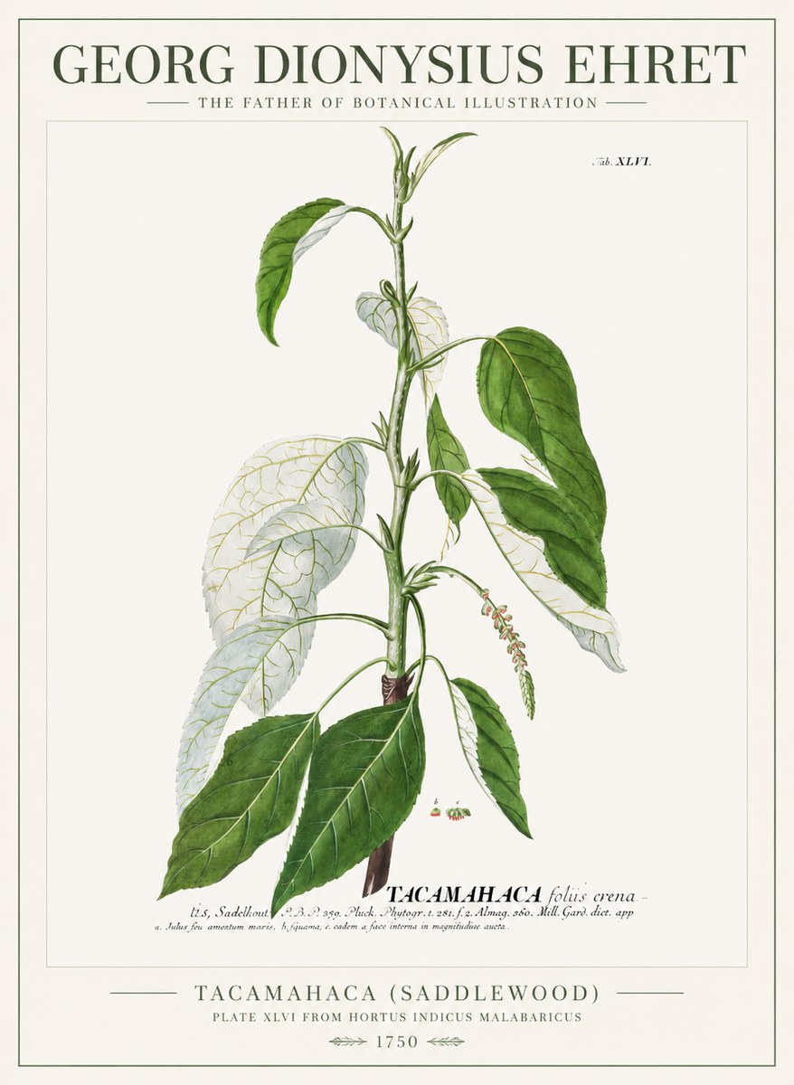 Georg Dionysius Ehret Tacamahaca (Saddlewood) No1 - Poster