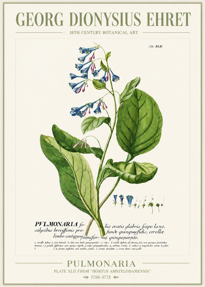 Georg Dionysius Ehret Pulmonaria No4 - Poster