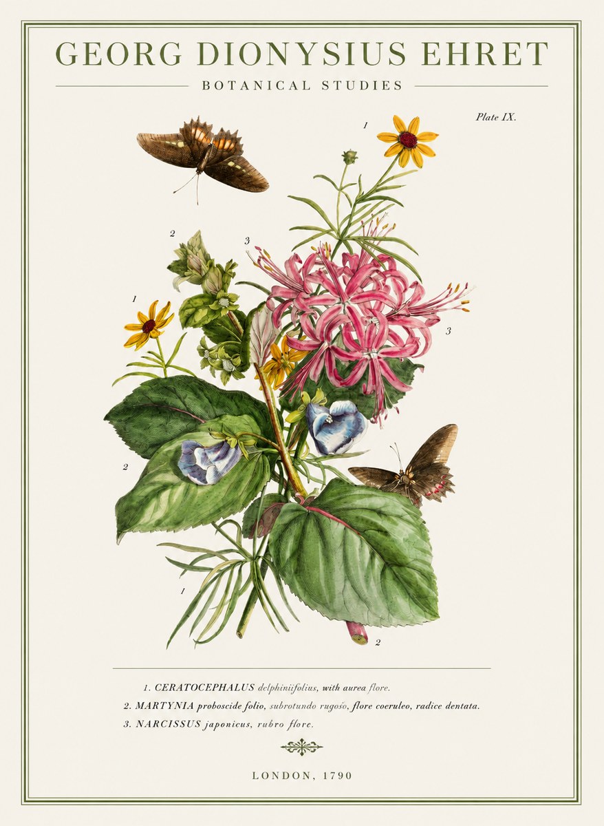 Georg Dionysius Ehret Botanical Studies - Plate Ix No1 - Poster
