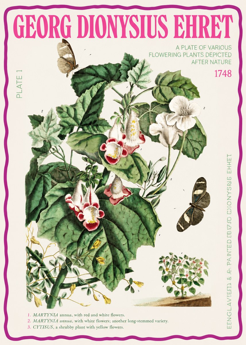 Georg Dionysius Ehret A Plate of Various Flowering Plants Depicted After Nature 1748 No2 - Poster
