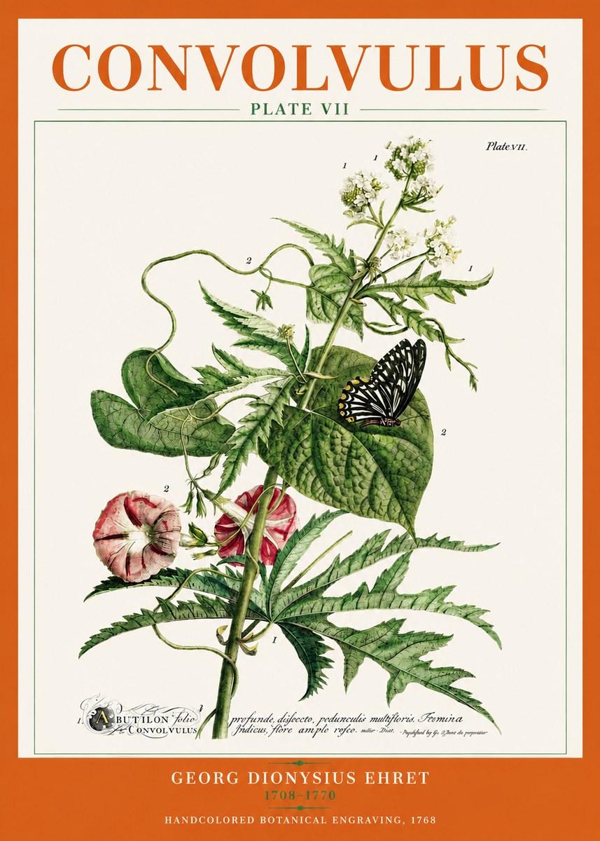 Georg Dionysius Ehret Convolvulus - Plate Vii No3 - Poster