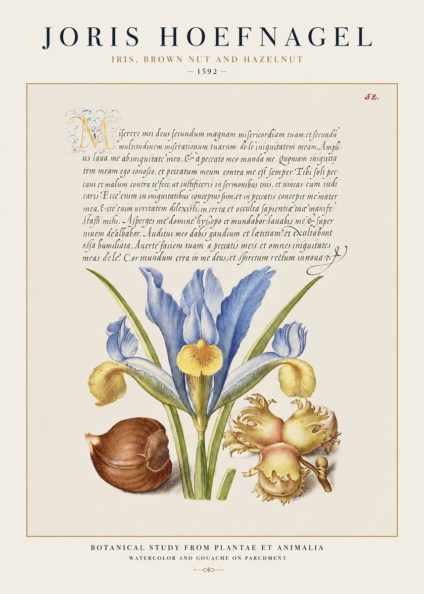 Joris Hoefnagel Iris, Brown Nut and Hazelnut No1 - Poster