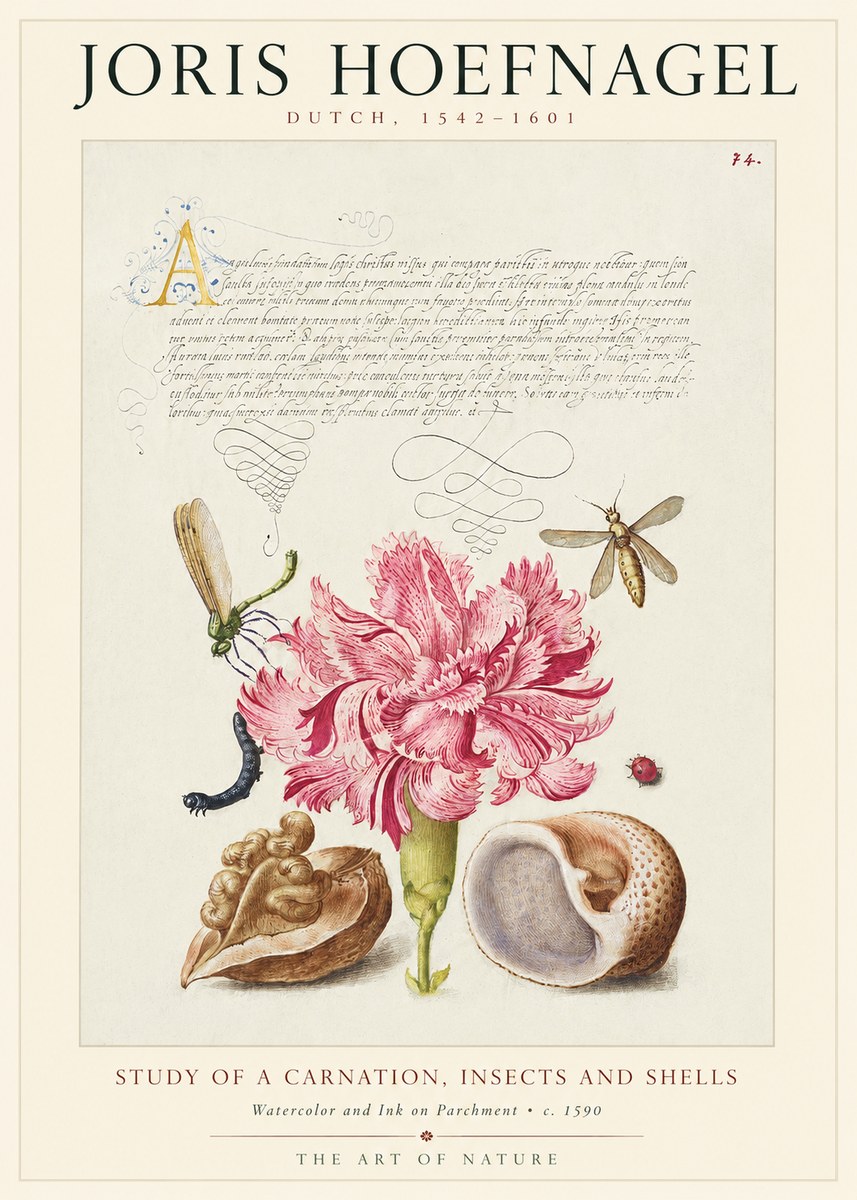 Joris Hoefnagel Study of a Carnation, Insects and Shells No1 - Poster