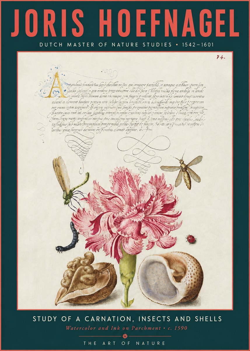 Joris Hoefnagel Study of a Carnation, Insects and Shells No3 - Poster