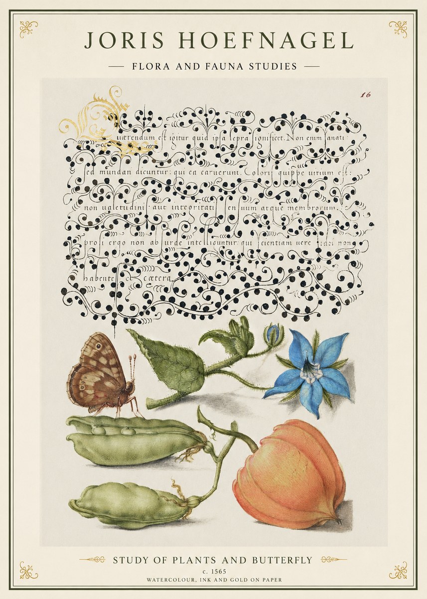 Joris Hoefnagel Study of Plants and Butterfly No1 - Poster