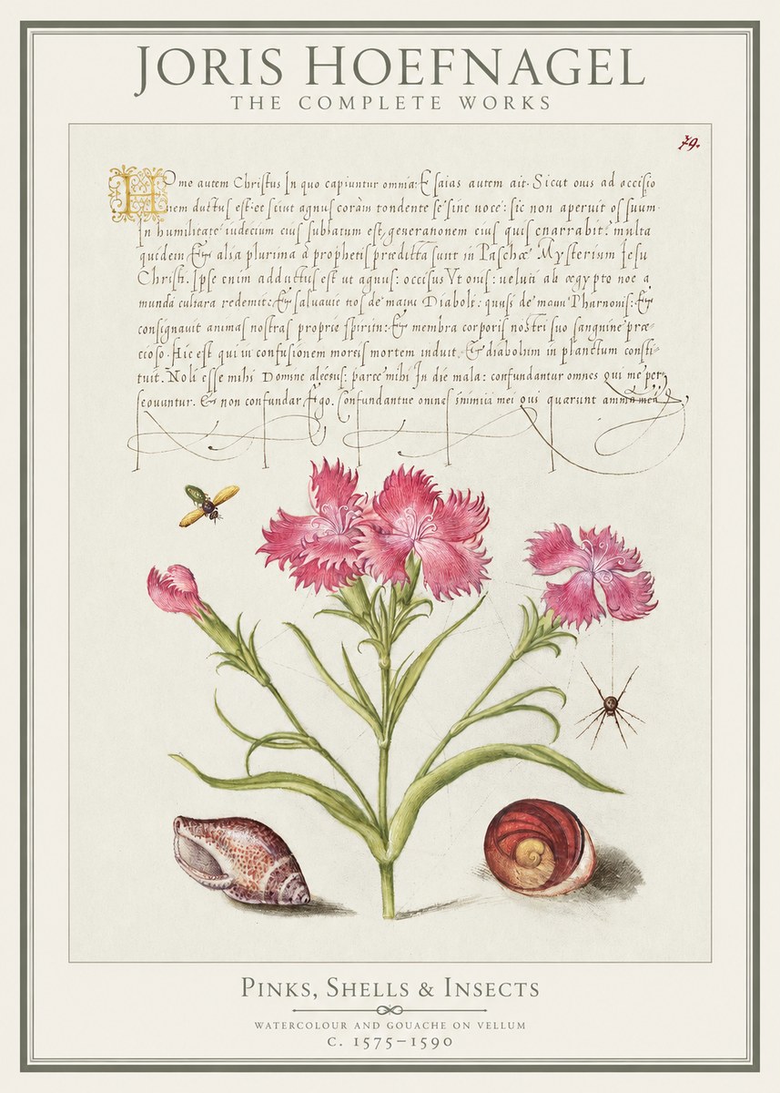 Joris Hoefnagel Pinks, Shells & Insects No1 - Poster