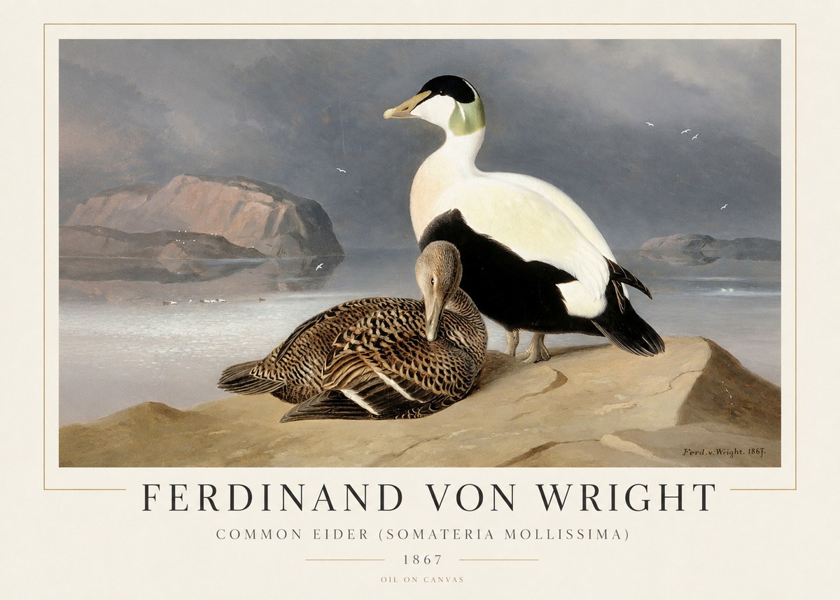 Ferdinand von Wright Common Eider (Somateria Mollissima) No1 - Poster