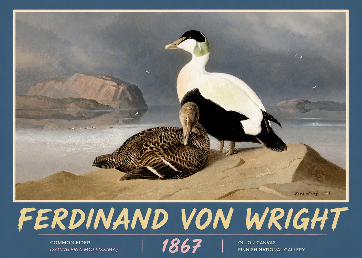 Ferdinand von Wright Common Eider (Somateria Mollissima) No5 - Poster