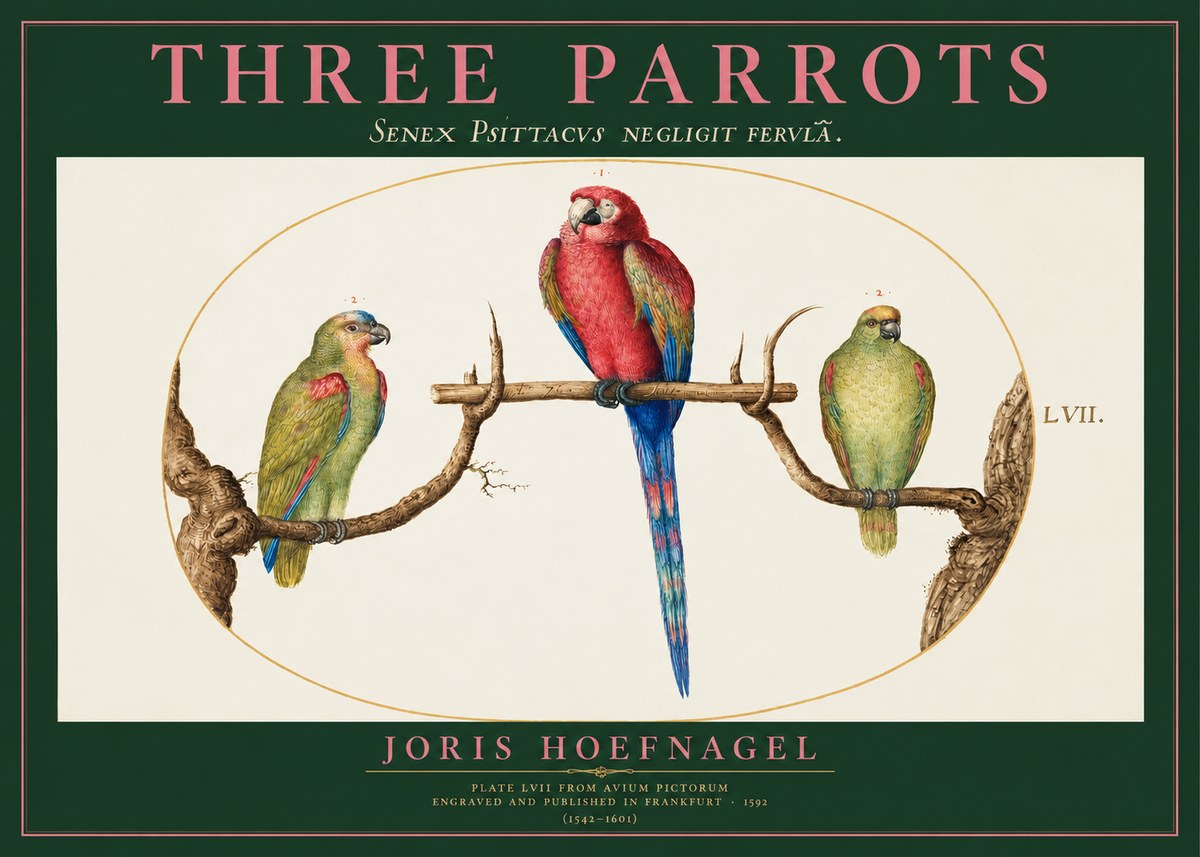 Joris Hoefnagel Three Parrots No2 - Poster
