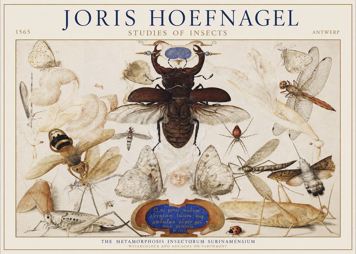 Joris Hoefnagel Studies of Insects I No1 - Poster
