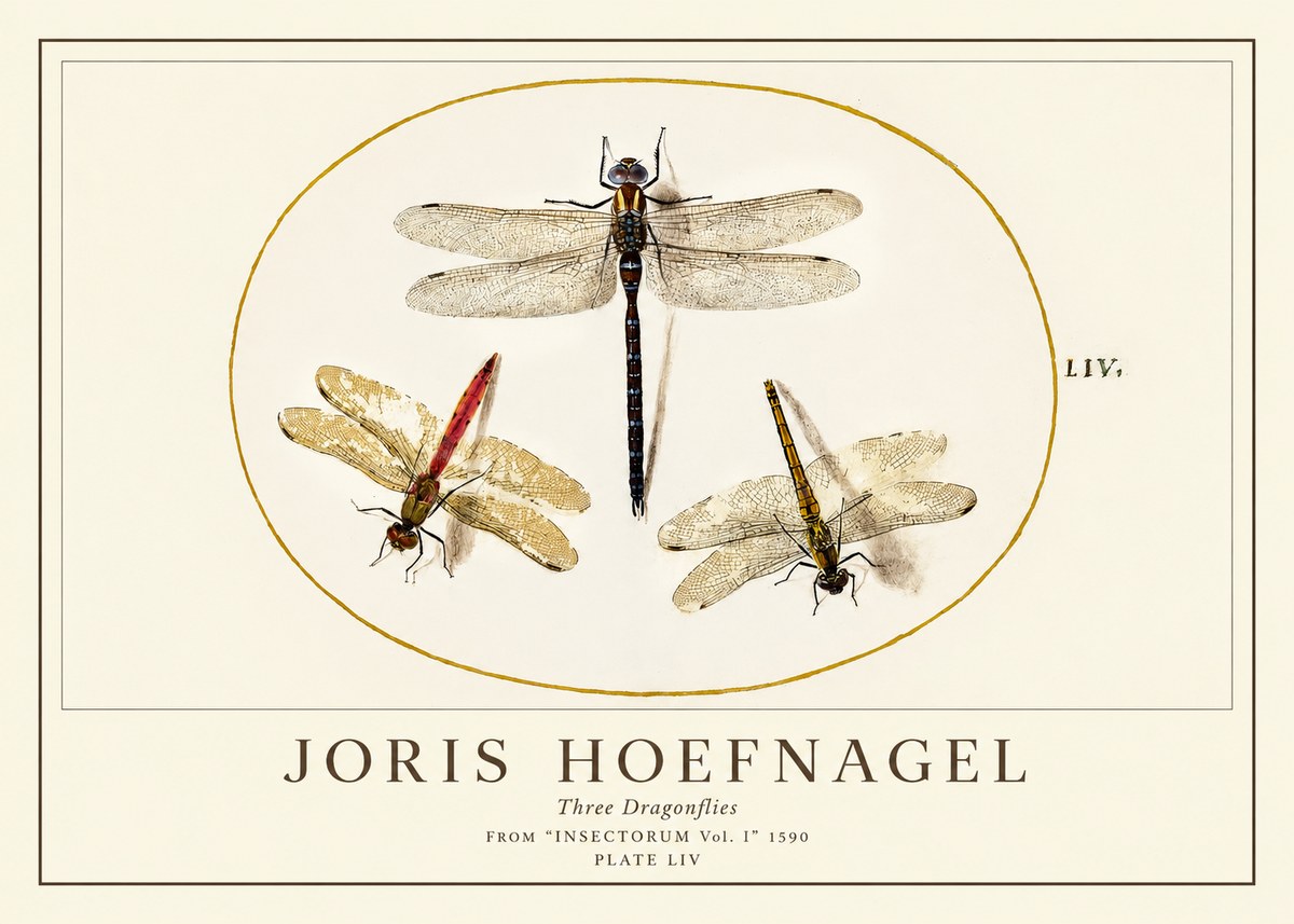 Joris Hoefnagel Three Dragonflies No1 - Poster