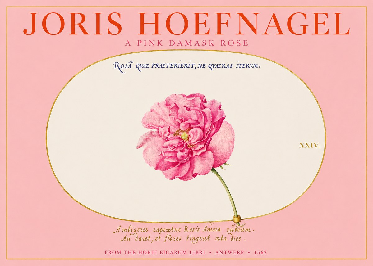 Joris Hoefnagel A Pink Damask Rose No2 - Poster