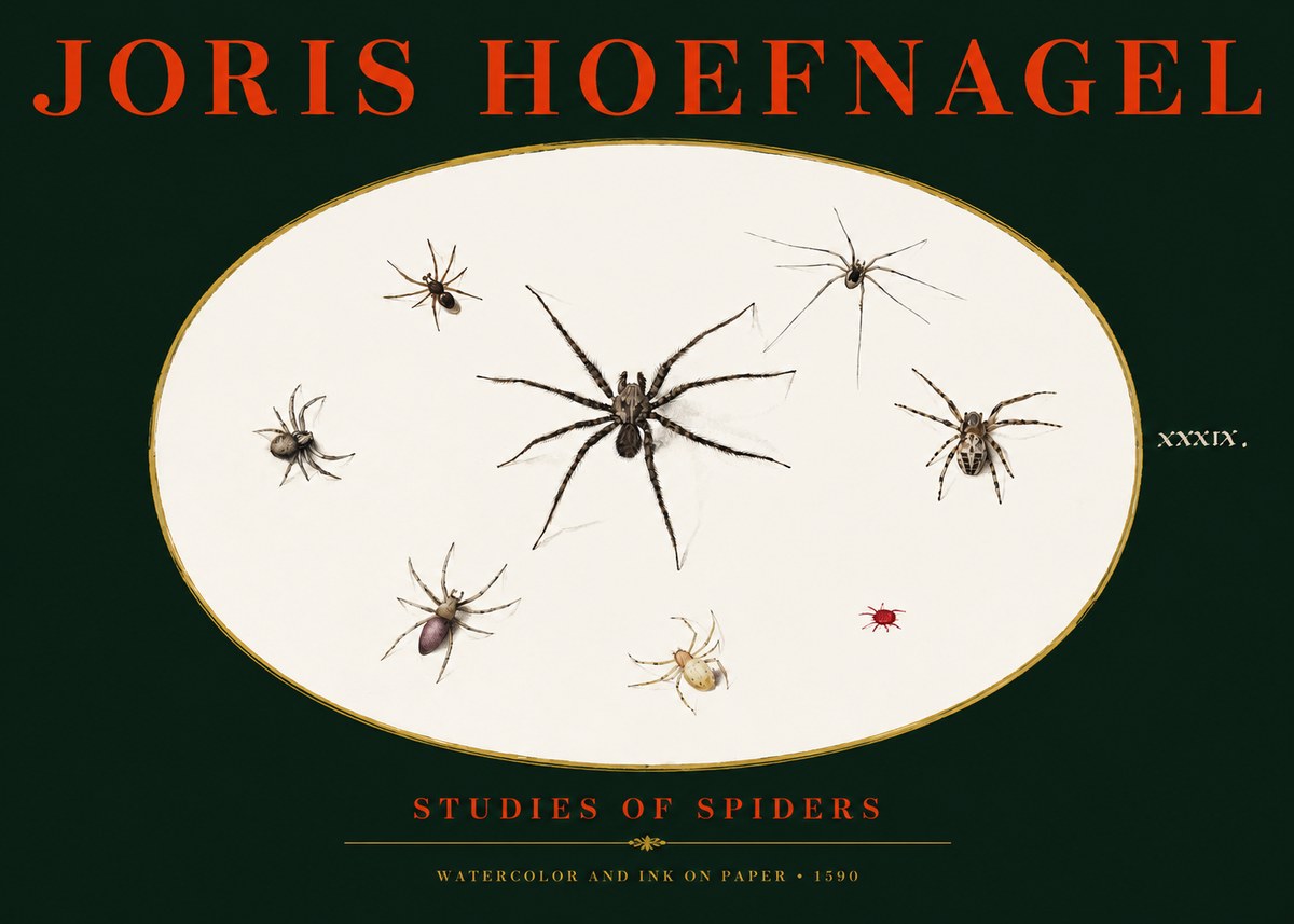 Joris Hoefnagel Studies of Spiders II No3 - Poster