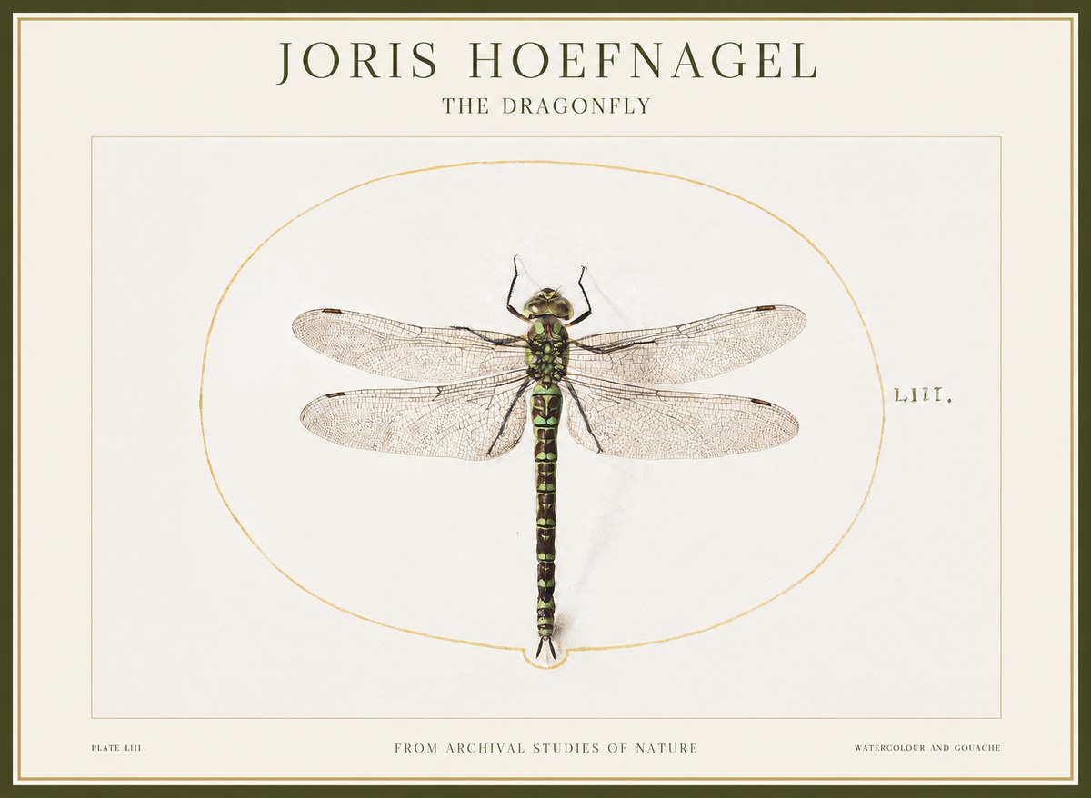 Joris Hoefnagel The Dragonfly No1 - Poster