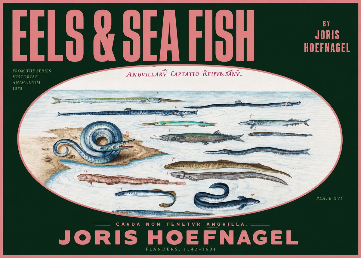 Joris Hoefnagel Eels and Sea Fish No2 - Poster