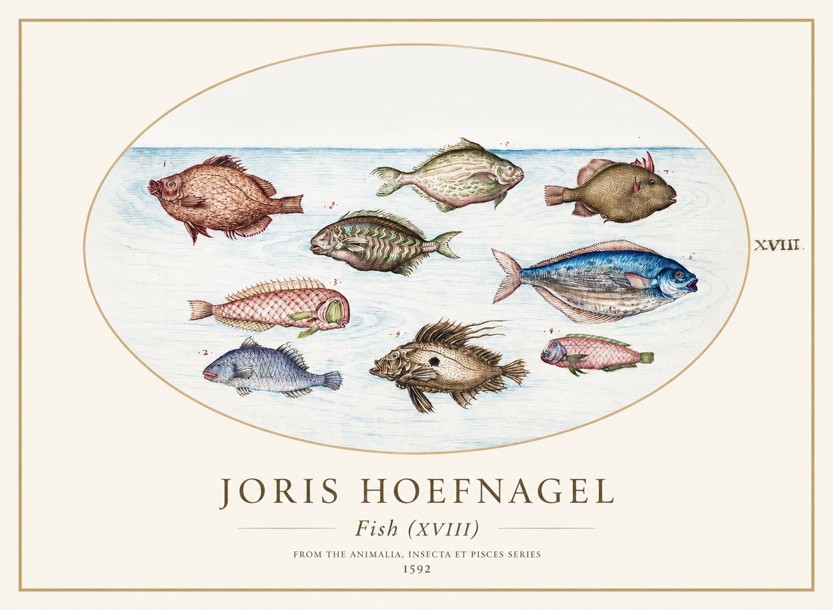Joris Hoefnagel Studies of Fish I No2 - Poster