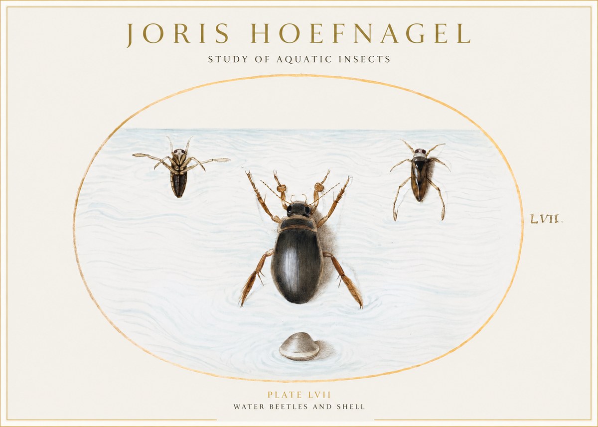 Joris Hoefnagel Water Beetles and Shell No1 - Poster