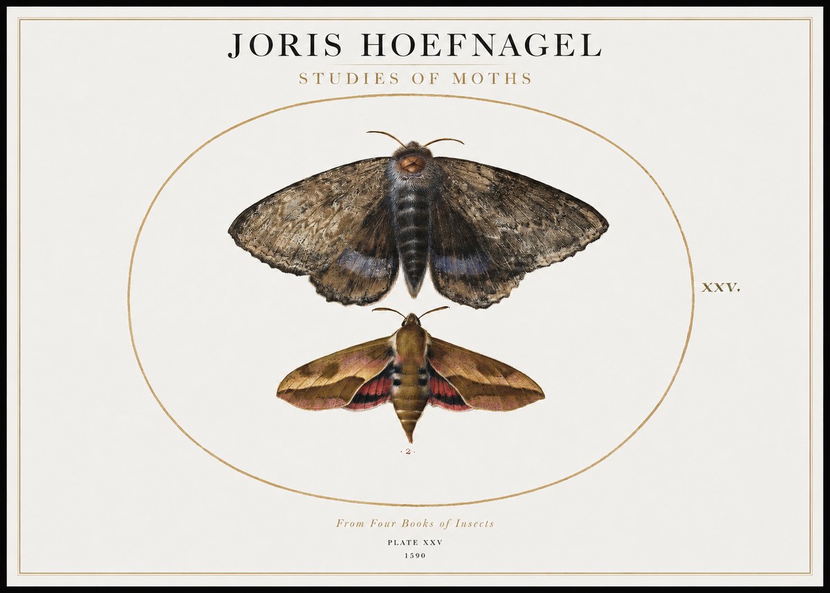 Joris Hoefnagel Studies of Moths I No1 - Poster